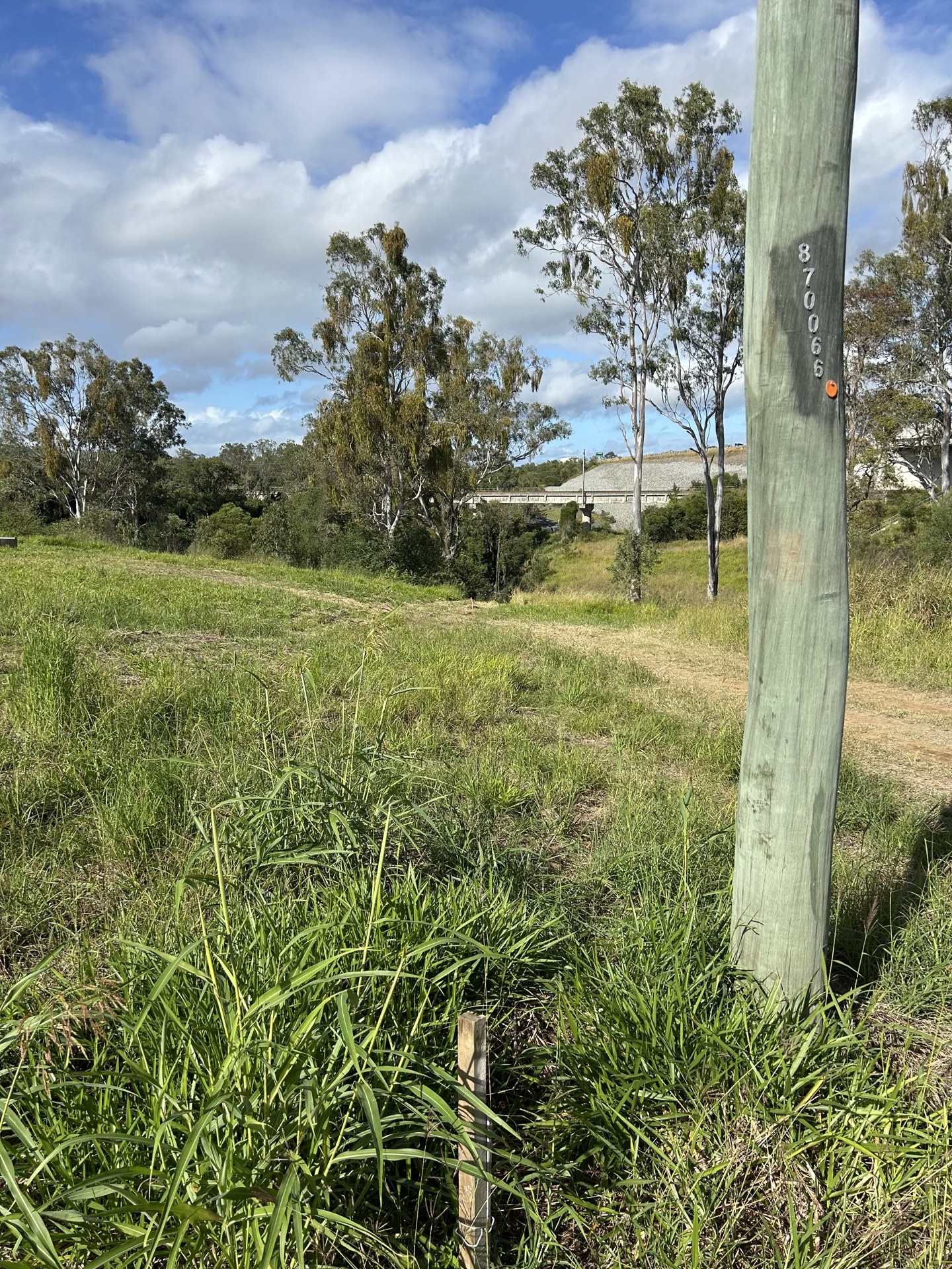 Slope and vegetation before excavation for a shed pad at Mothar Mountain QLD