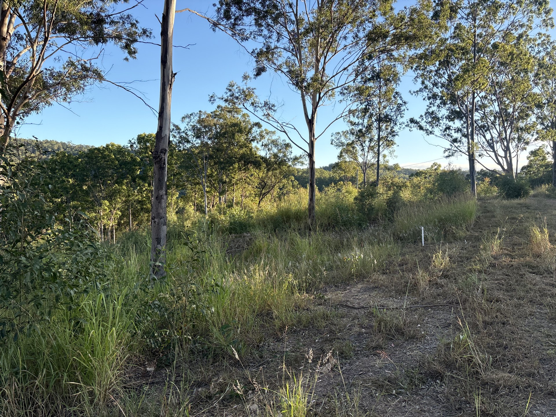 Ground marked out on a slope ahead of cut and fill earthworks at Glastonbury QLD