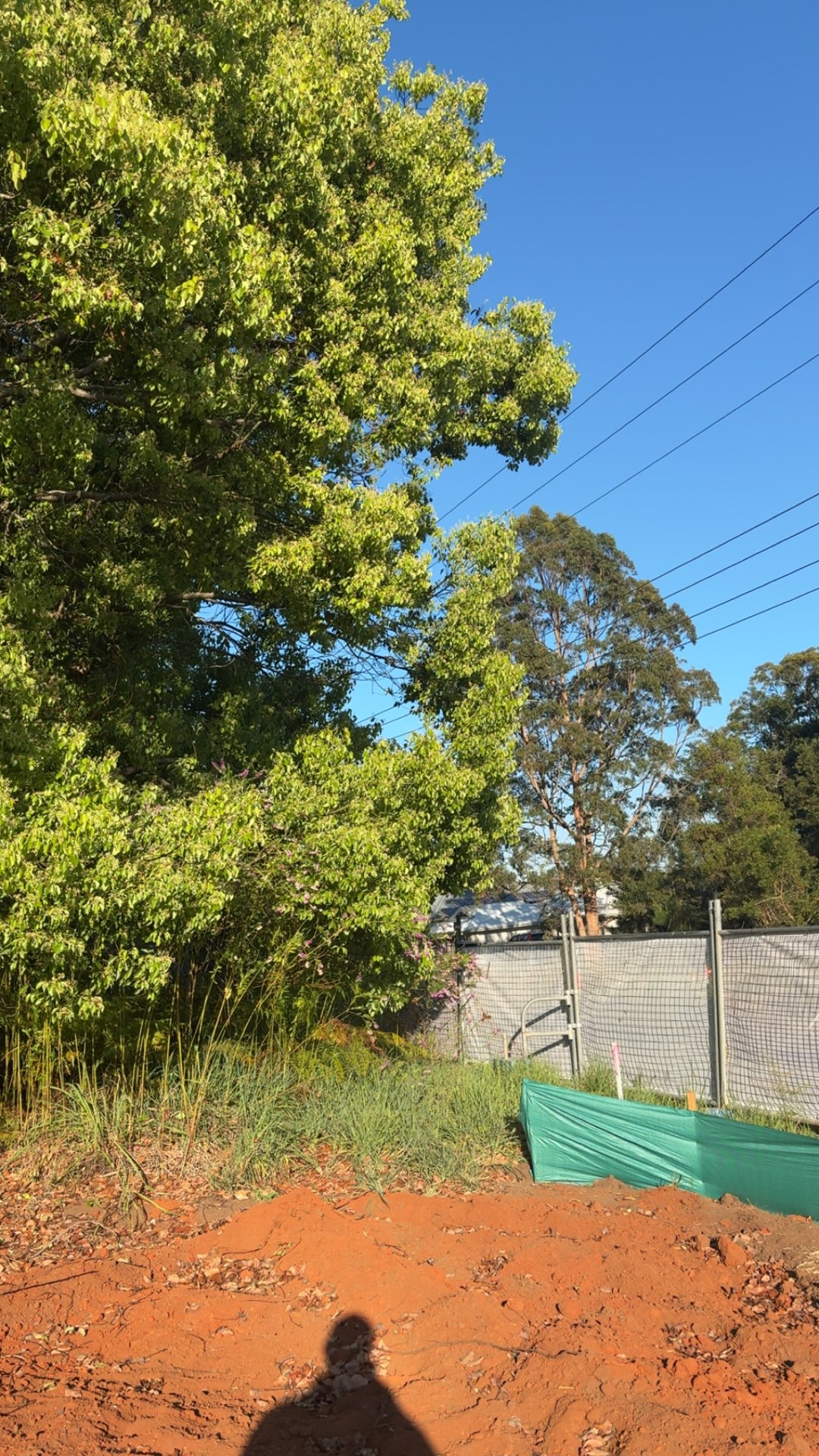 Overgrown verge with dense vegetation and silt fence before stump removal at Cooroy
