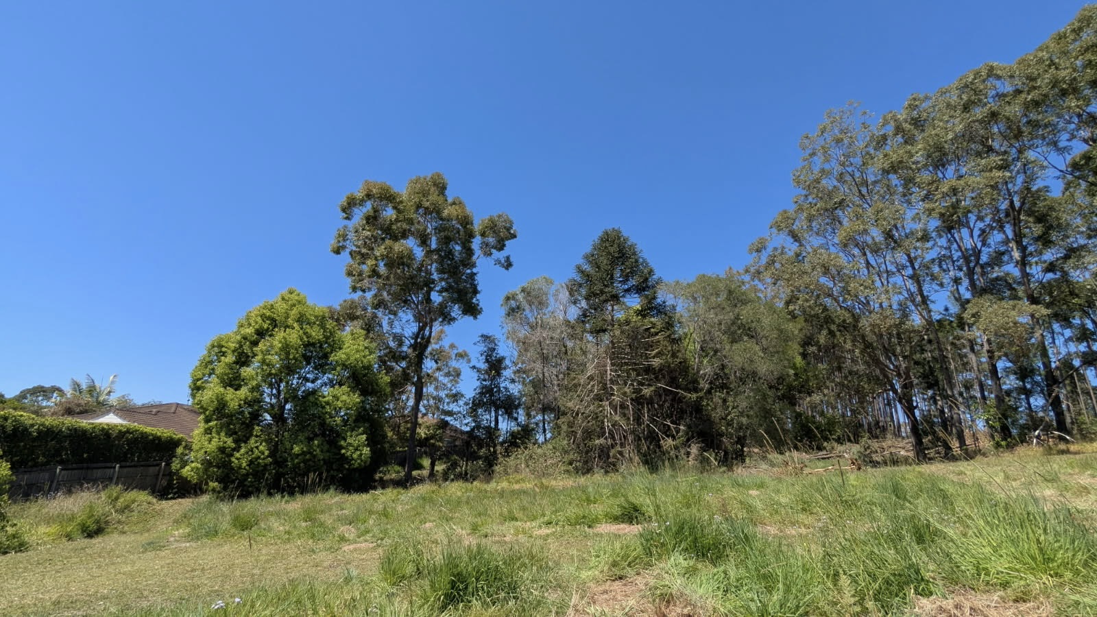 Overgrown block with tall grass, gum trees and dense timber before clearing at Cooroy
