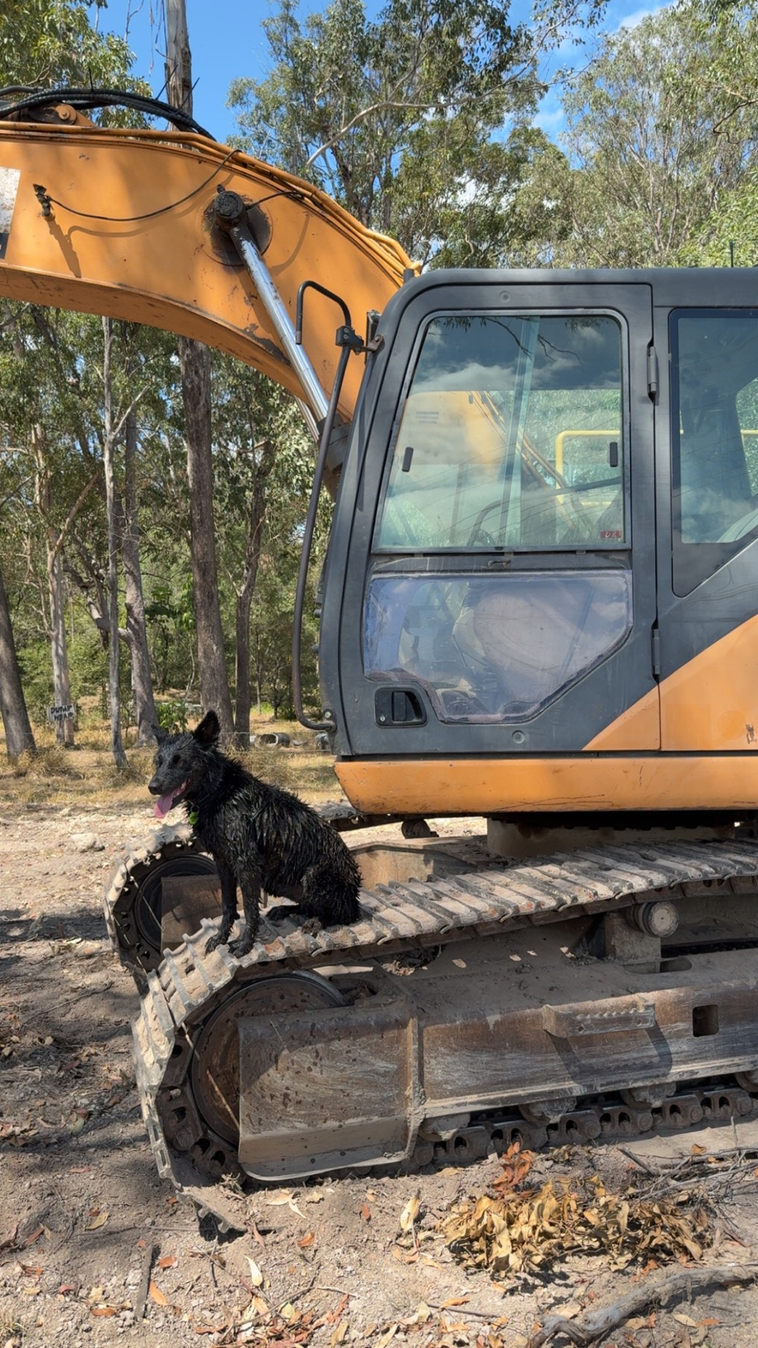 Excavator working on a rural block near Gympie QLD with the farm dog nearby