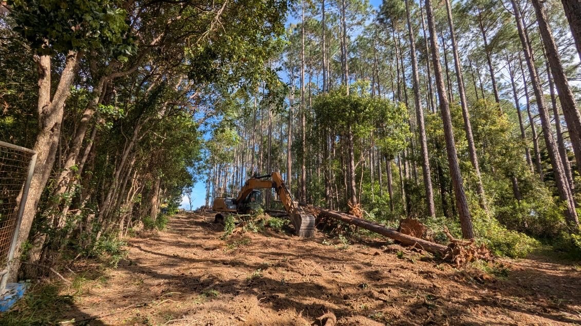 Excavator clearing a line through plantation pine, felled logs on bare dirt