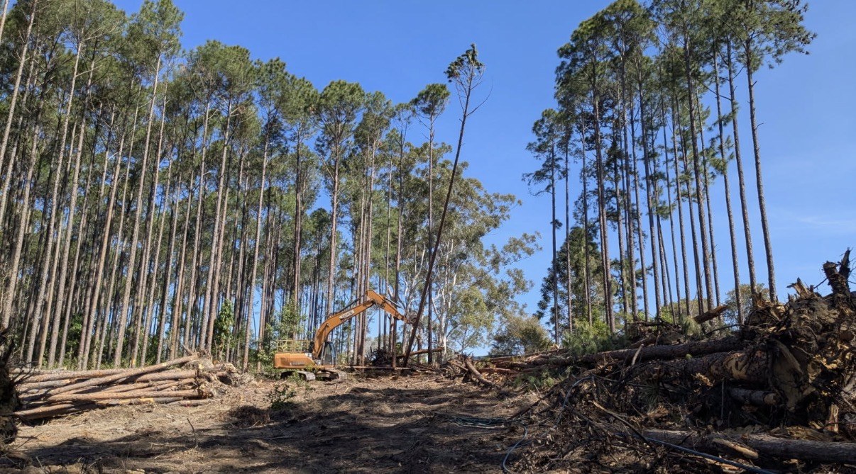 Excavator pushing through pine plantation rows while clearing a block at Cooroy