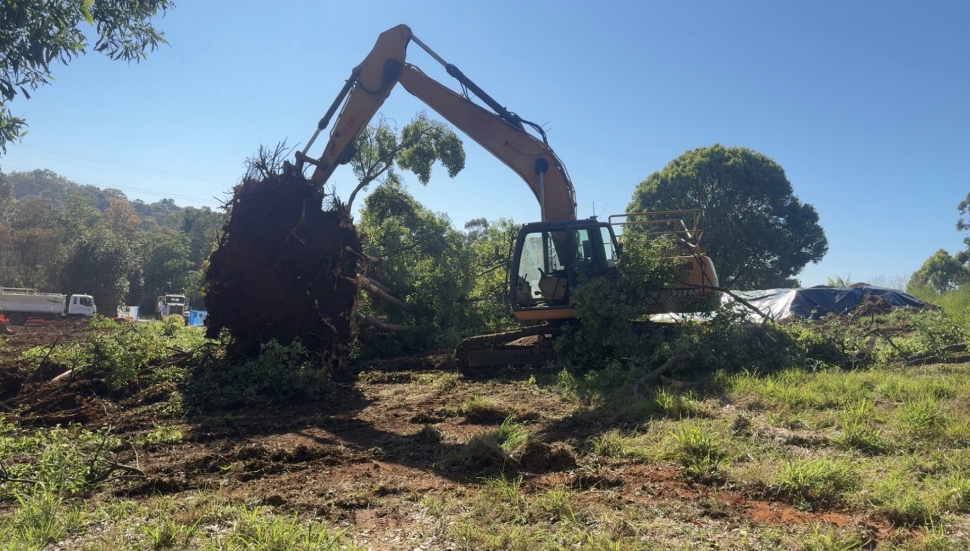 Excavator lifting a large tree stump clear of the ground during removal at Cooroy