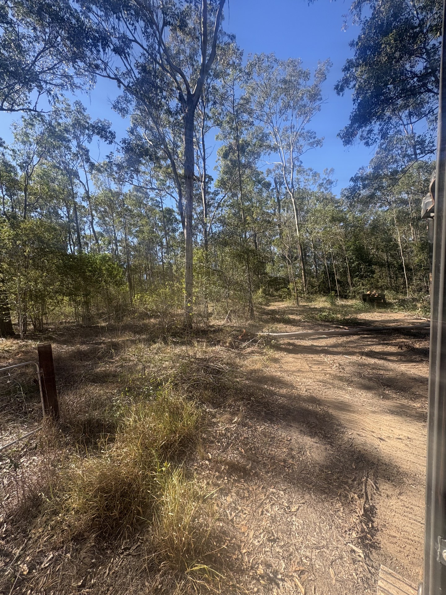 Overgrown paddock with dense regrowth before land clearing at Glenwood QLD
