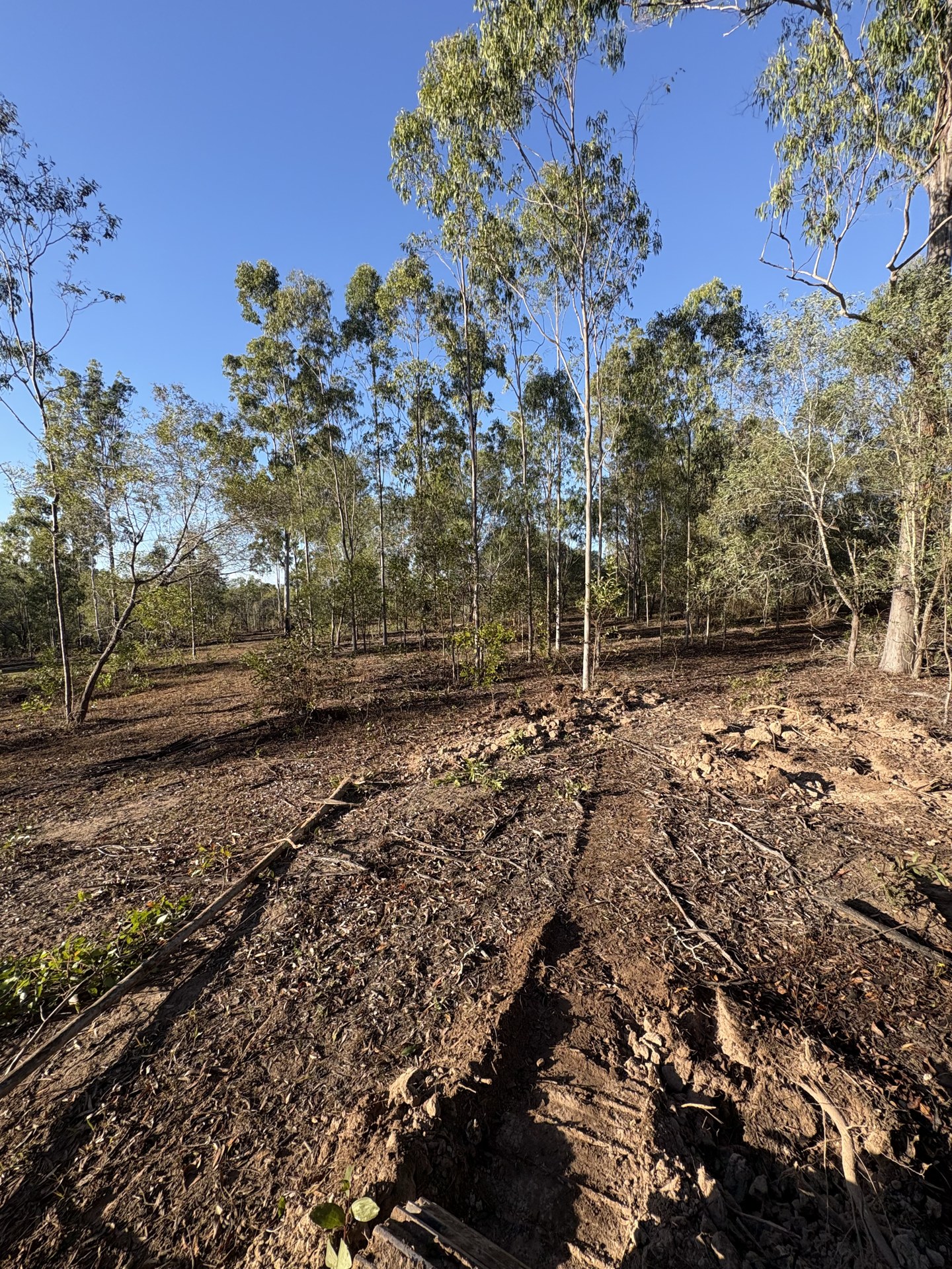 Paddock full of dense regrowth and small timber before clearing near Gympie QLD