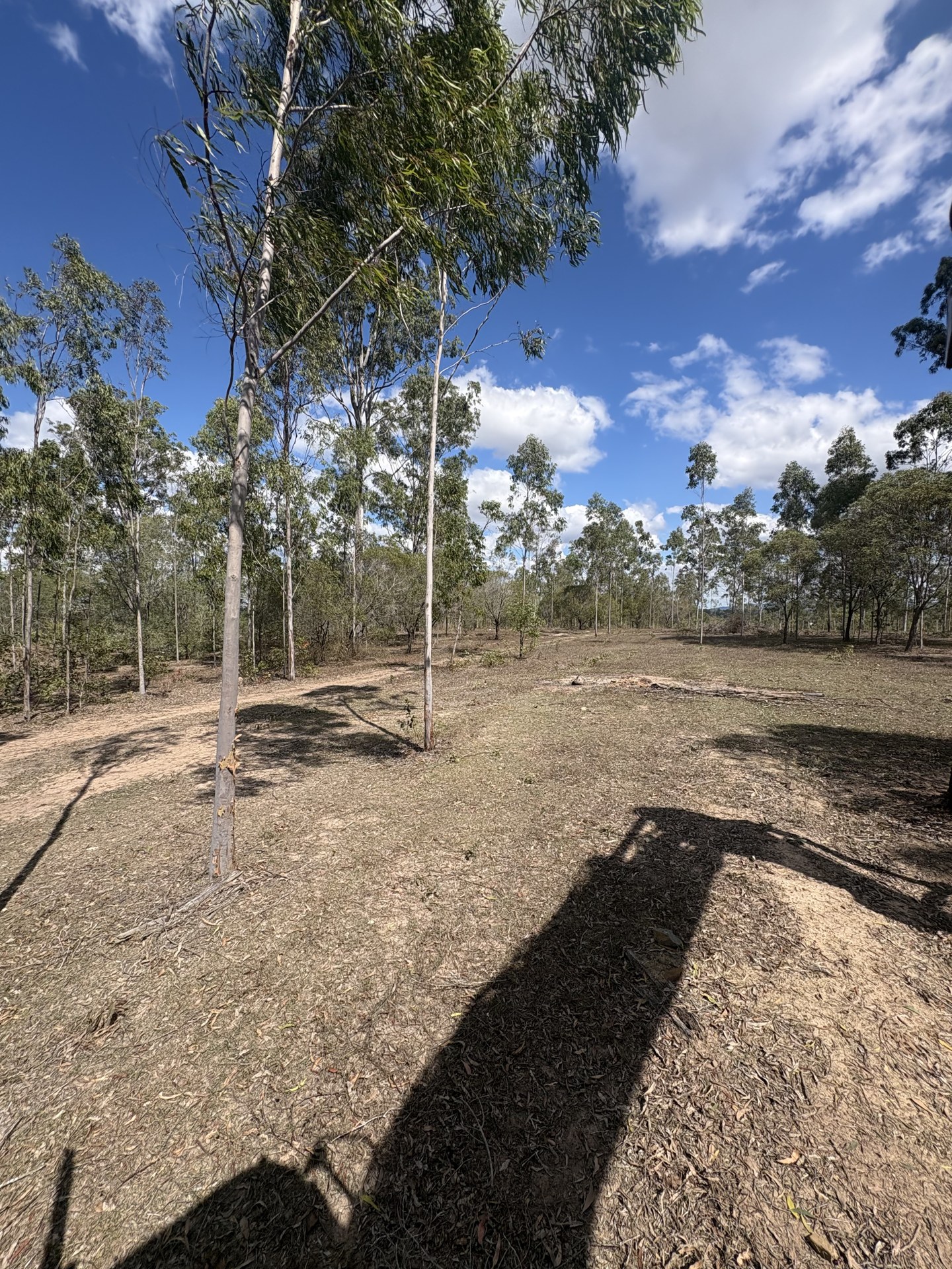 Untidy timbered ground before clearing and stick raking near Gympie QLD