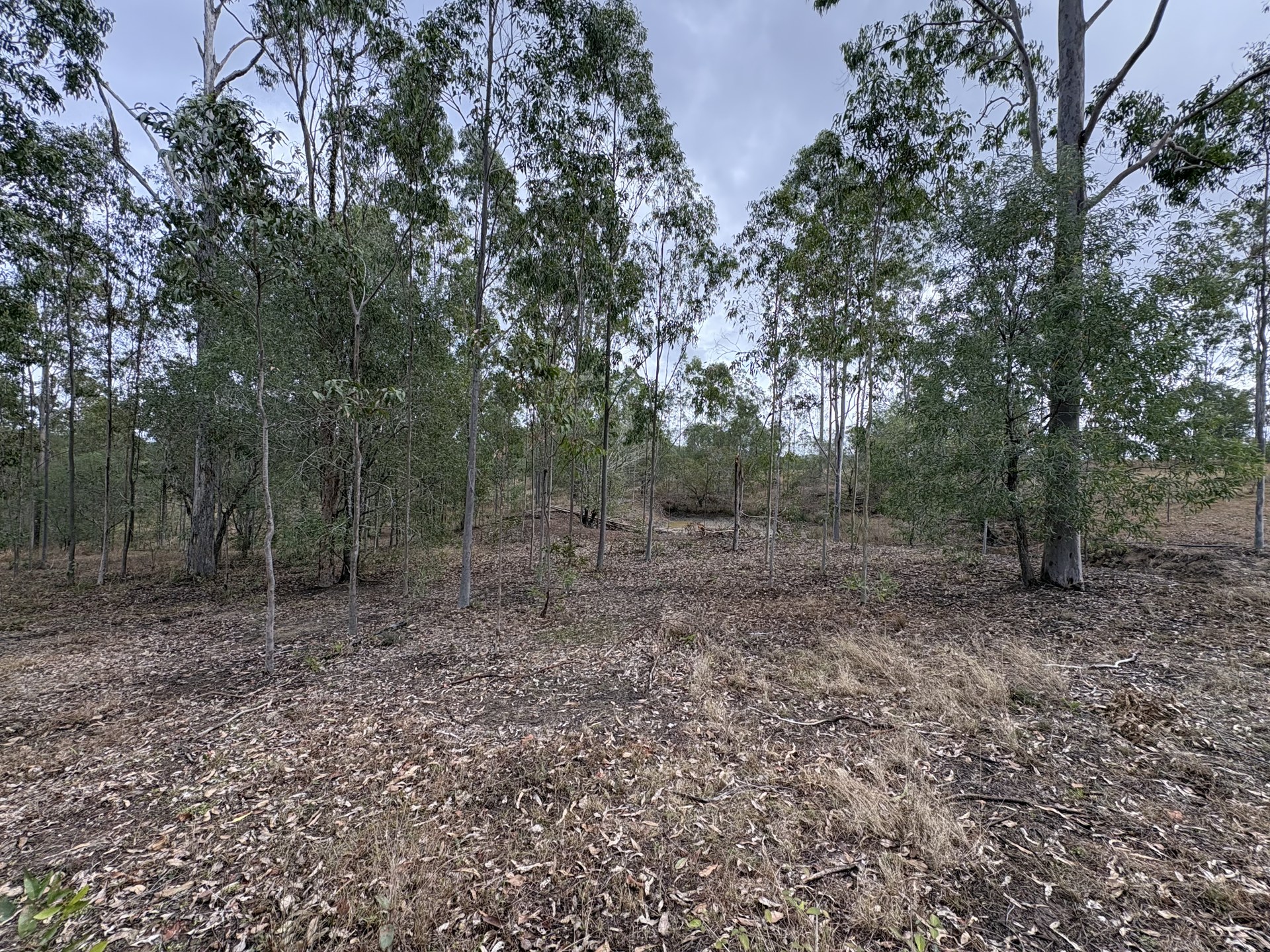 Silted dam basin with regrowth around the edges before clean-out near Gympie QLD