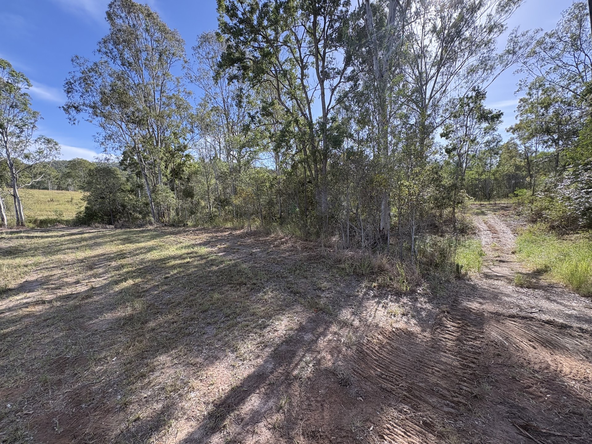 Overgrown country with thick regrowth before clearing at Woolooga QLD