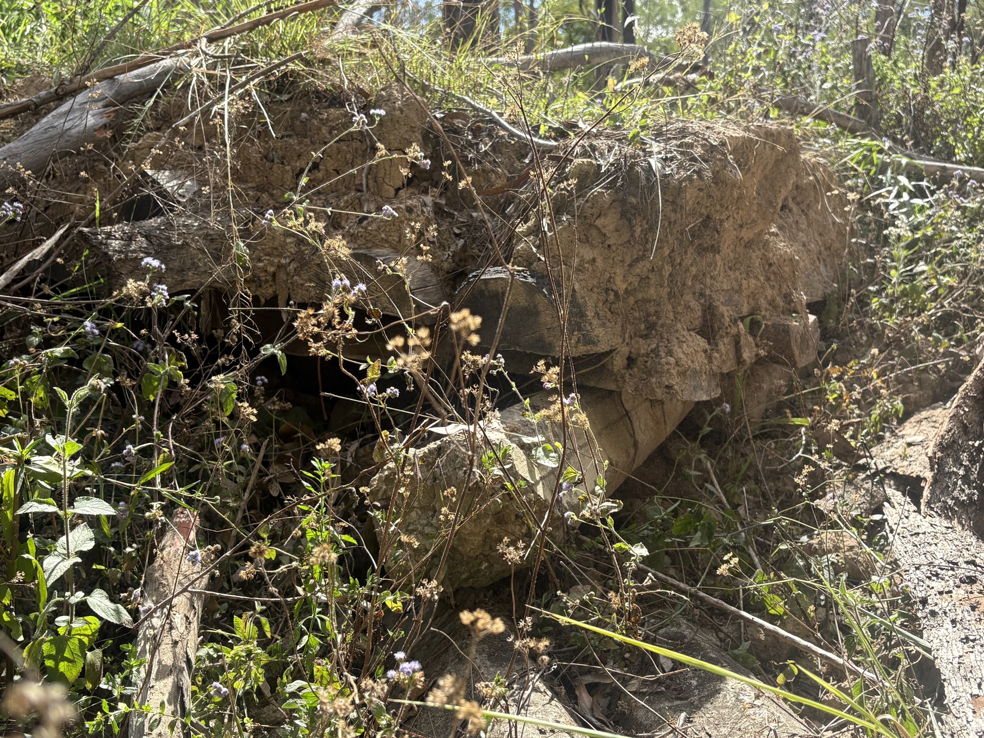 Undercut dam wall hidden by weeds and regrowth before repair works at Curra QLD