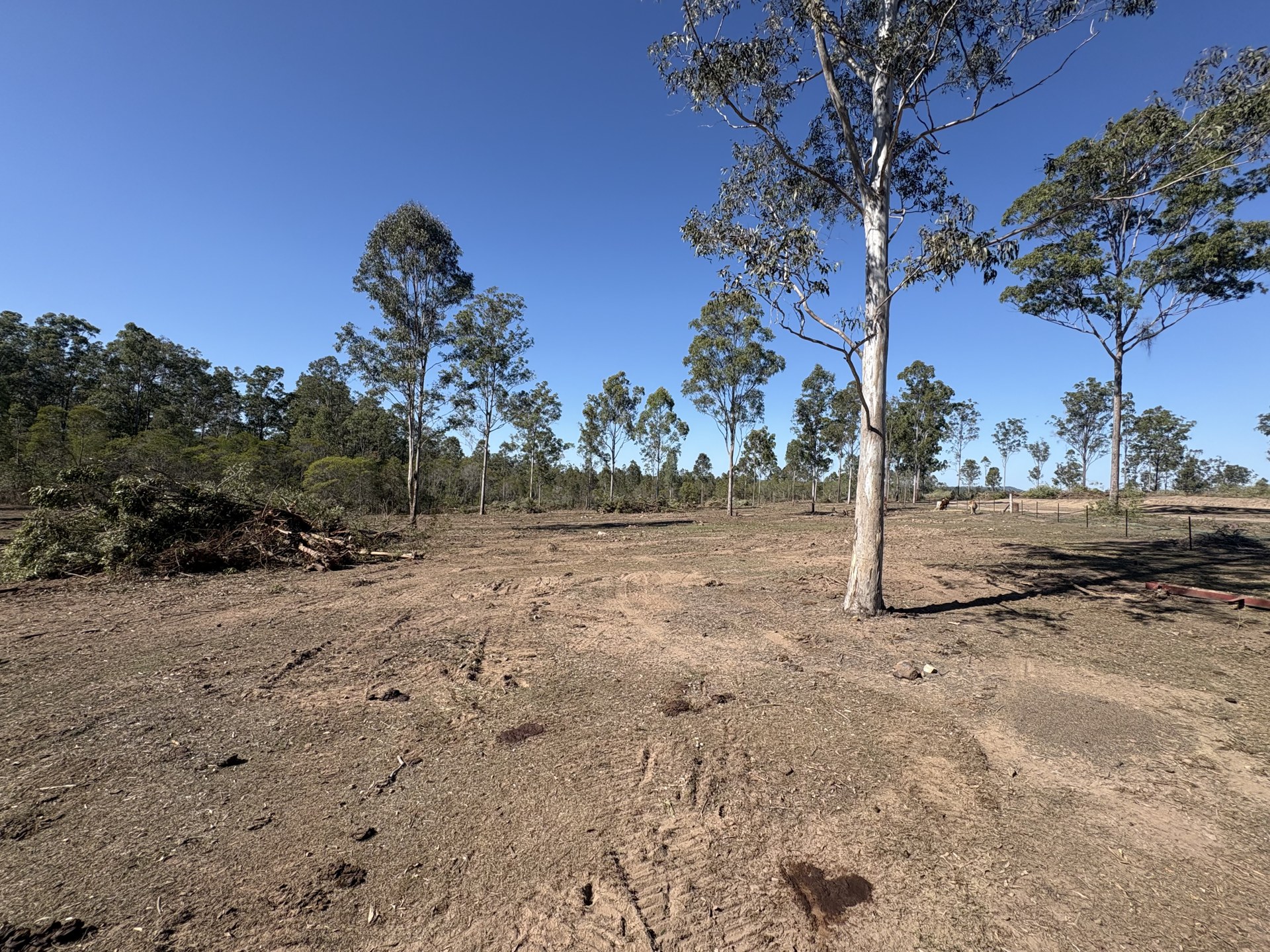 Cleared country with retained trees after selective clearing near Gympie QLD