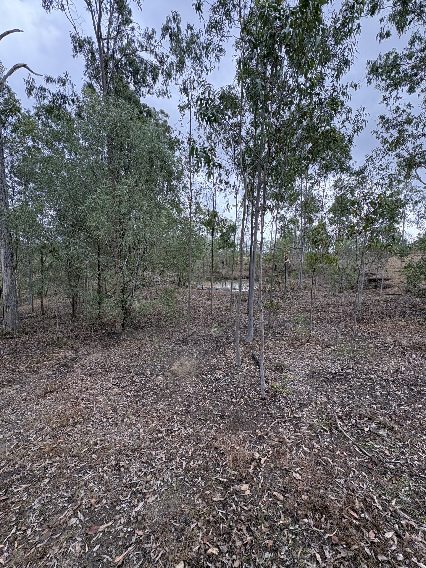 Shallow silted farm dam with weed and low water level before desilting near Gympie QLD