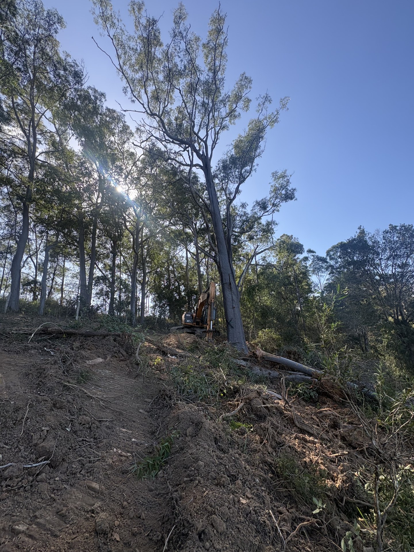Timbered block with leaf litter and regrowth before clearing and stick raking near Gympie QLD